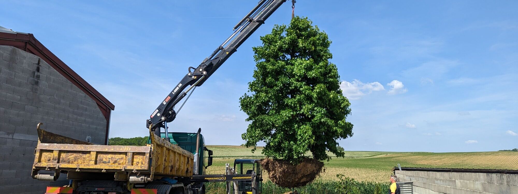 R&eacute;int&eacute;gration d’un arbre &agrave; Aspach Montb&eacute;liard