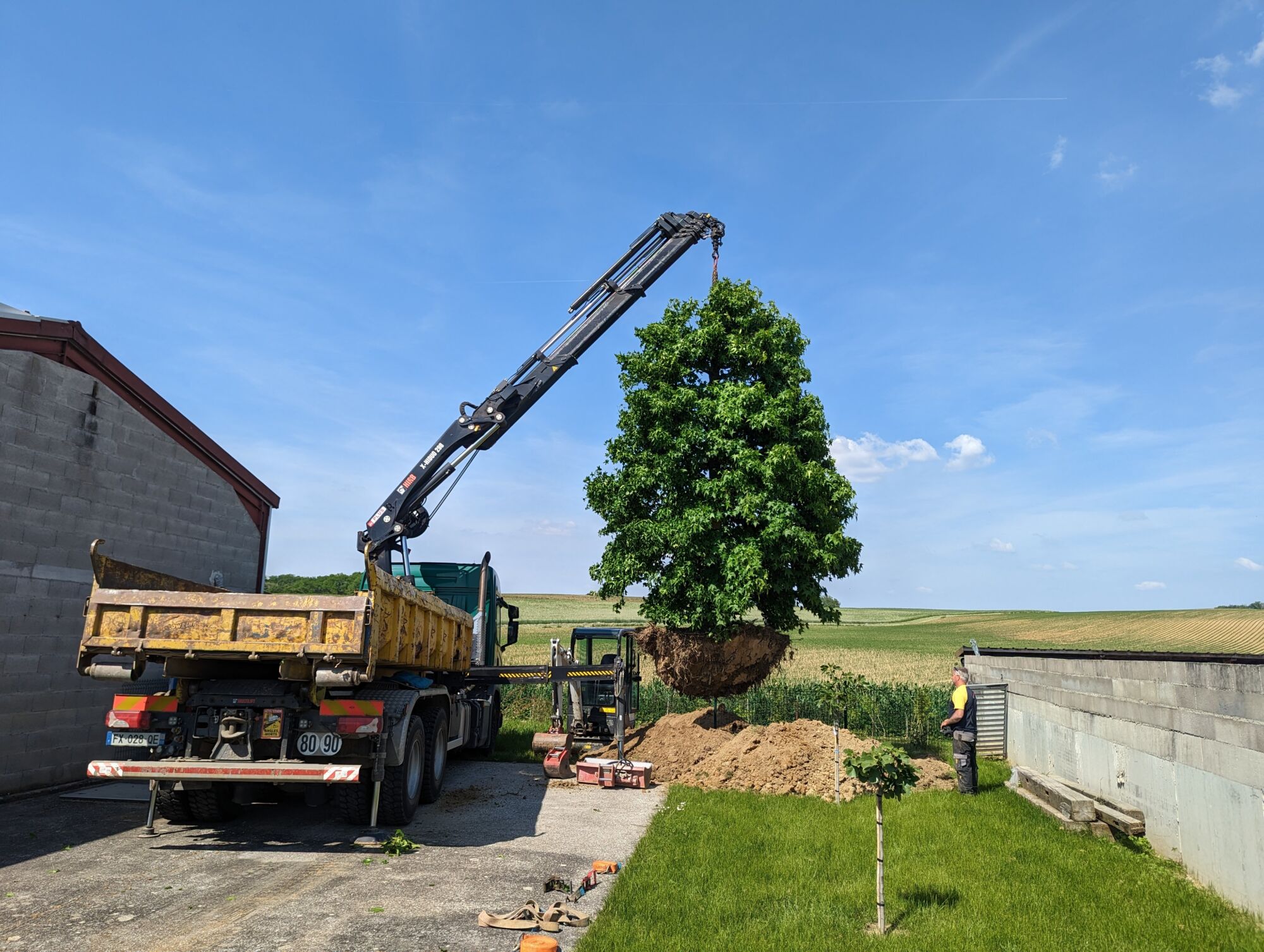 R&eacute;int&eacute;gration d’un arbre &agrave; Aspach Montb&eacute;liard