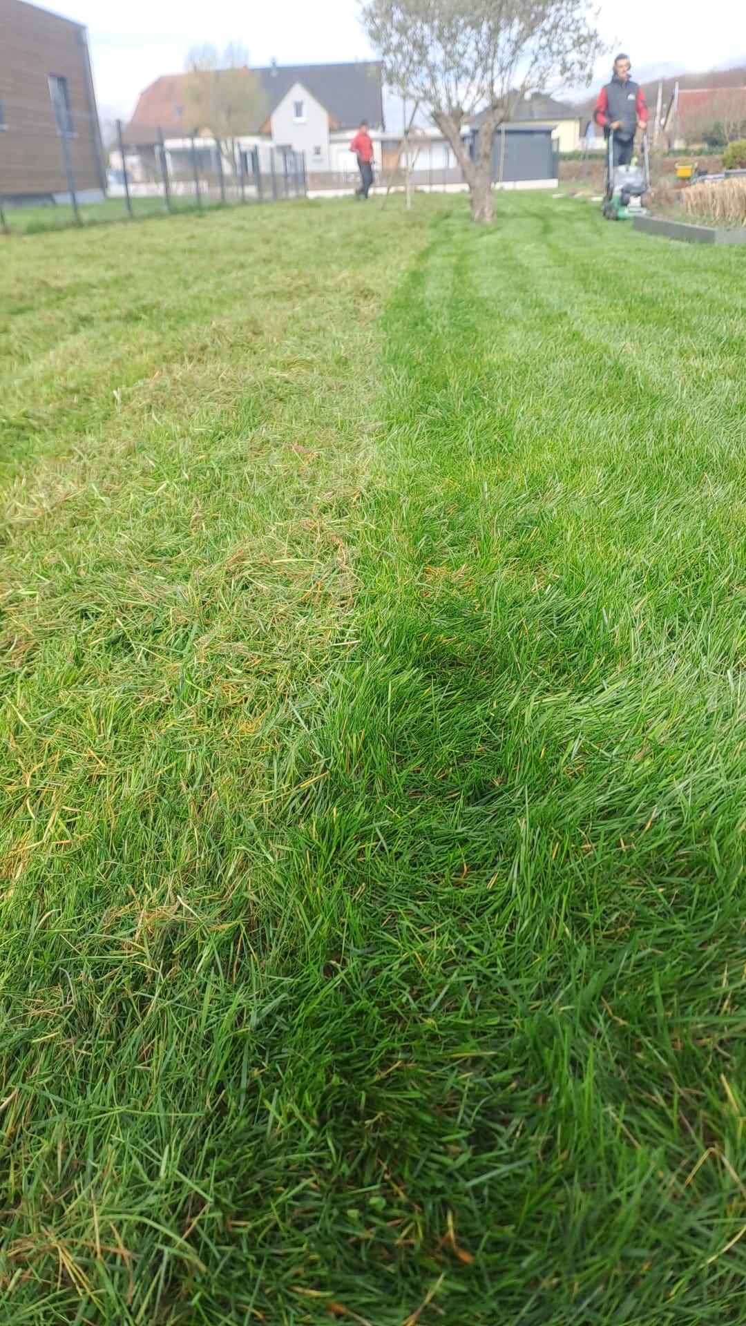 Une pelouse impeccable grâce à la scarification              avec CG Concept Paysage à Aspach. Guebwiller 1