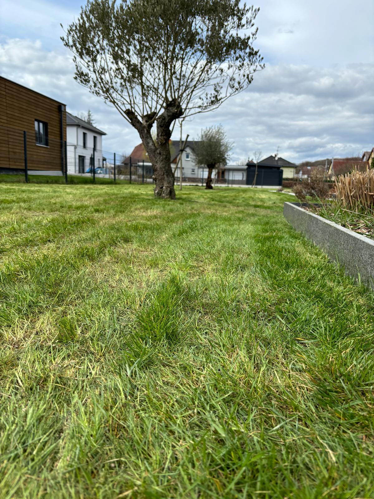 Une pelouse impeccable grâce à la scarification              avec CG Concept Paysage à Aspach. Illzach 2